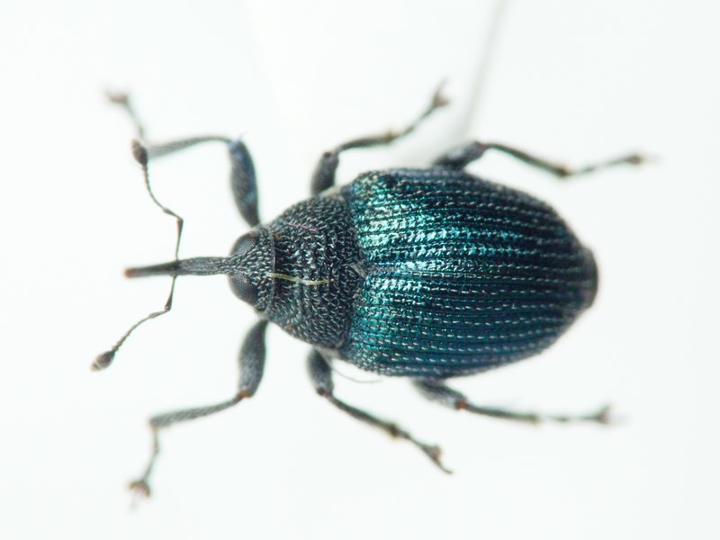 Ceutorhynchinae Gistel, 1848